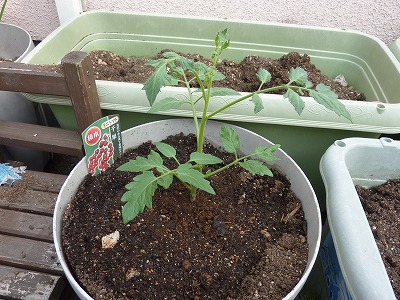 ミニトマト「千果」の苗を定植